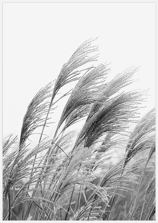 Reeds in Black & White