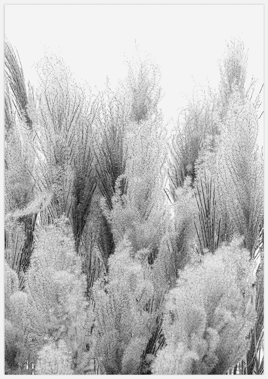 Reeds in black & white 2