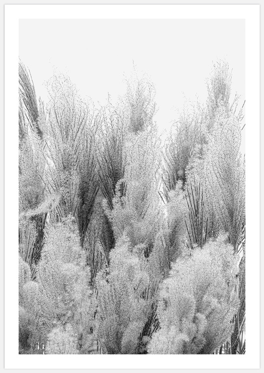Reeds in black & white 2
