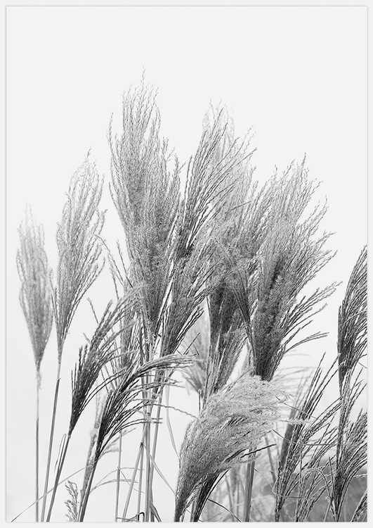 Reeds in black & white 3