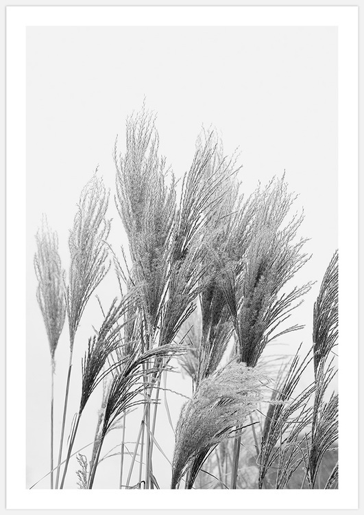 Reeds in black & white 3