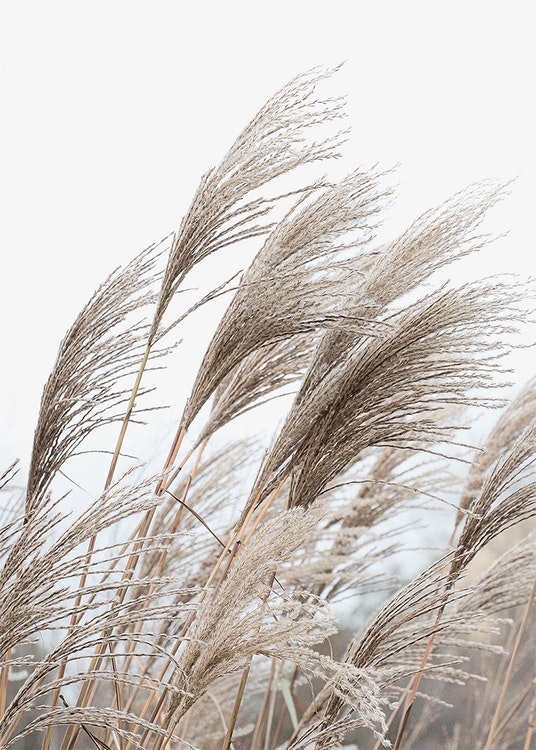 Reeds Canvas Print