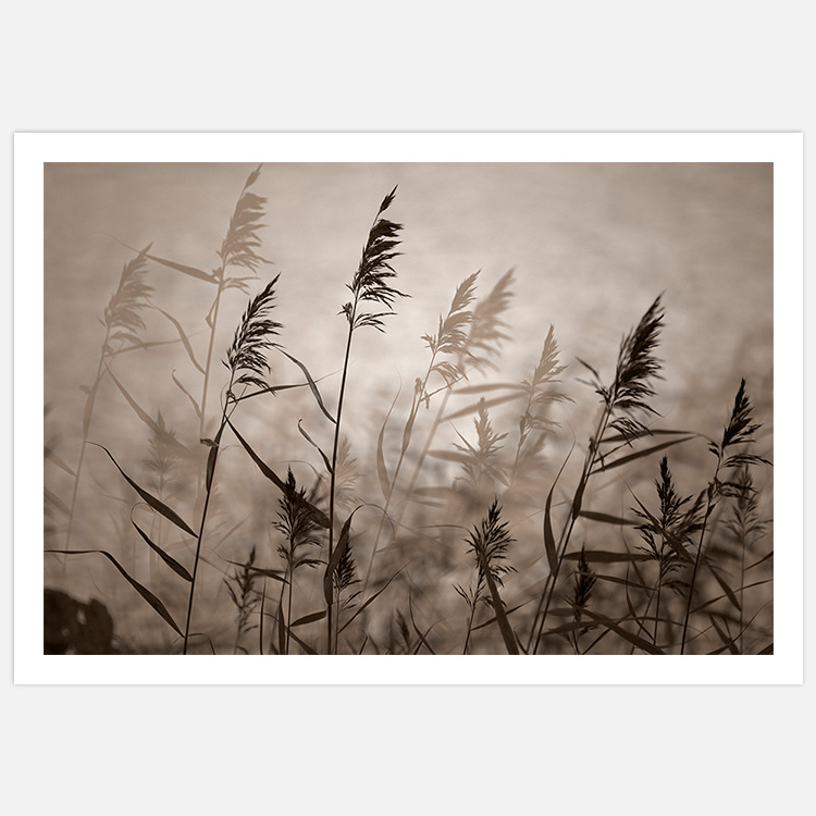 Reeds in evening light Art Print