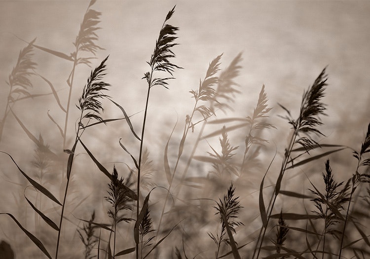 Reeds in evening light –  Canvas Print