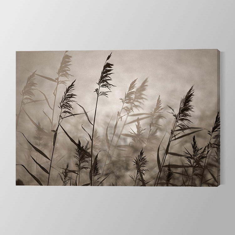 Reeds in evening light –  Canvas Print