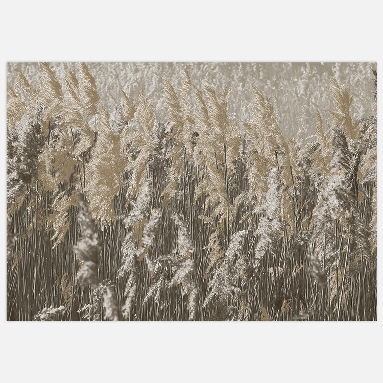 Reeds Art Print