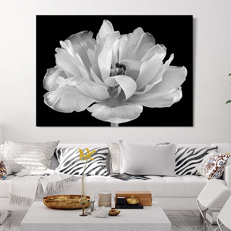 Tulip in its glory – Canvas Print