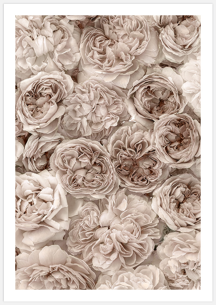 Soft Rosebed Art Print