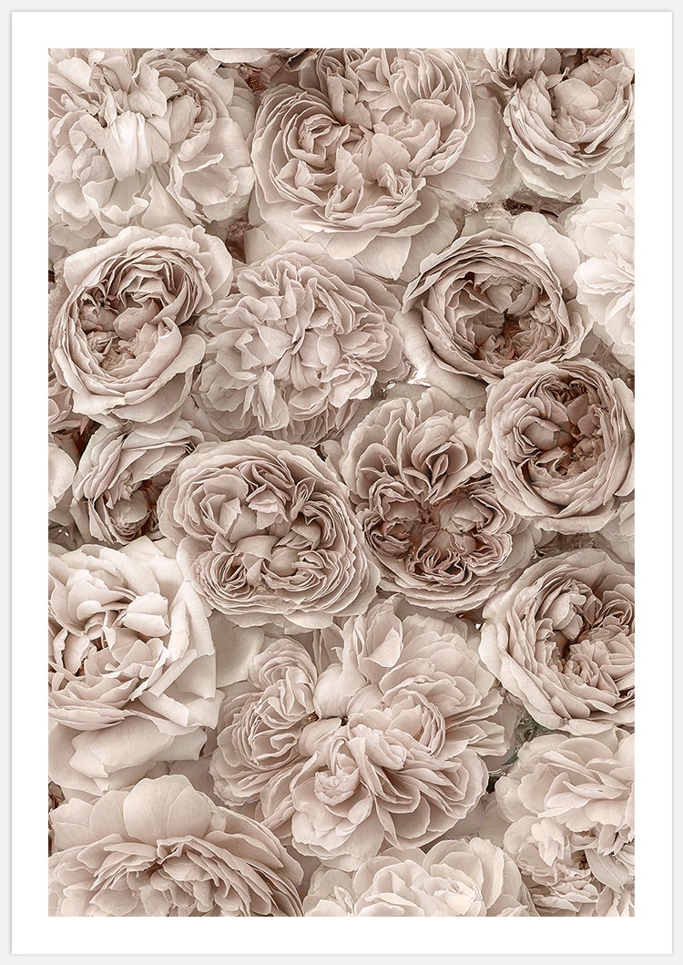 Gallery Wall Soft Rosebed – Fine Art Print