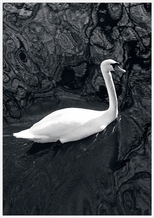 Swan in black water Art Print