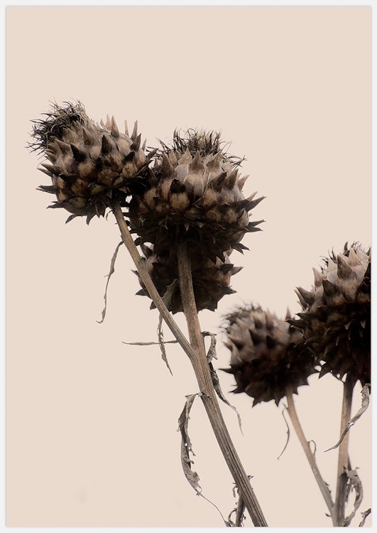 Artichoke in Sepia Art Print