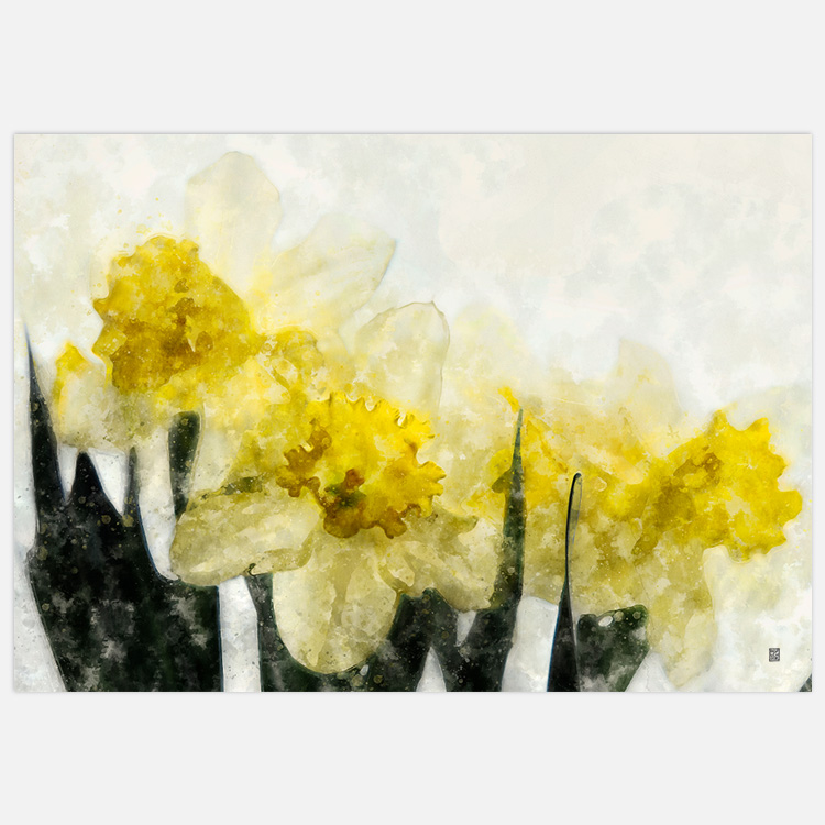Wall Ar Daffodils Art Print