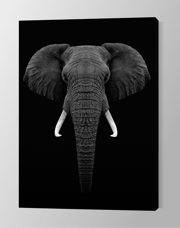 Elephant on Canvas