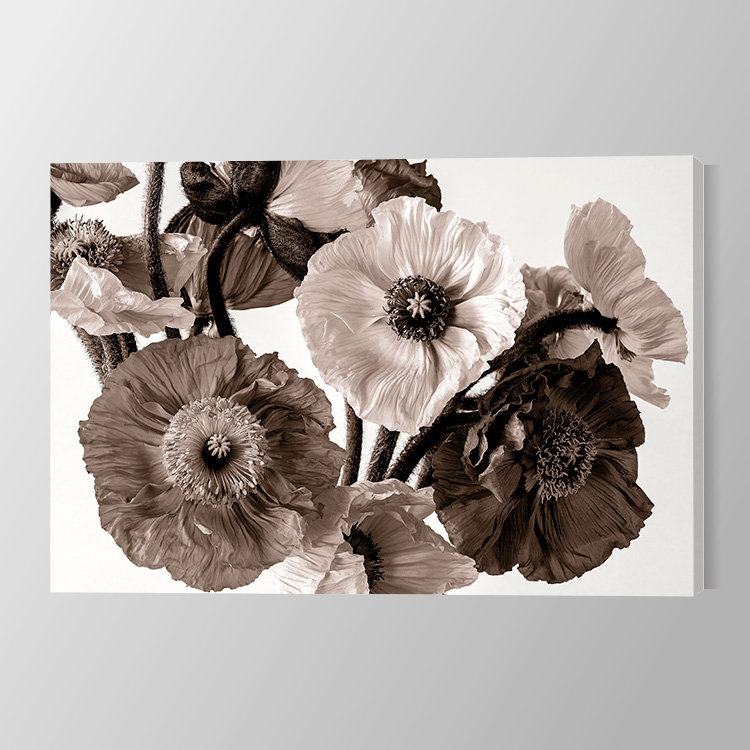Poppies in sepia Canvas