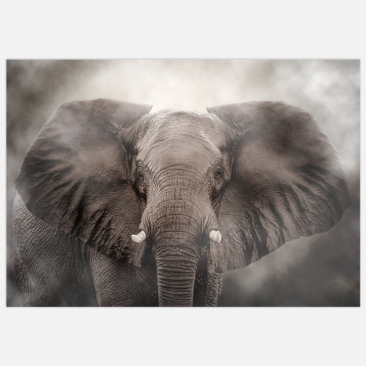 Elephant Art inspiration – Fine Art Print