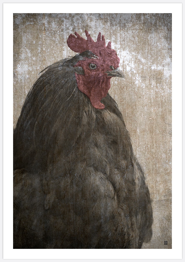 The Black Rooster Art Print