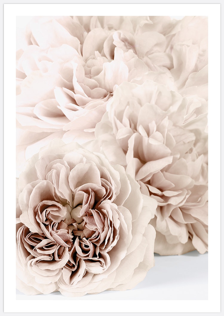 Soft Beige Roses Art Print