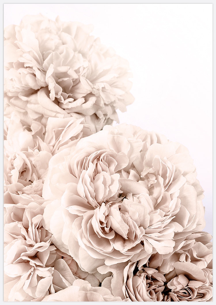 Gallery Wall Beige Roses Art Prints