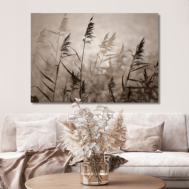 Reeds in evening light –  Canvas Print