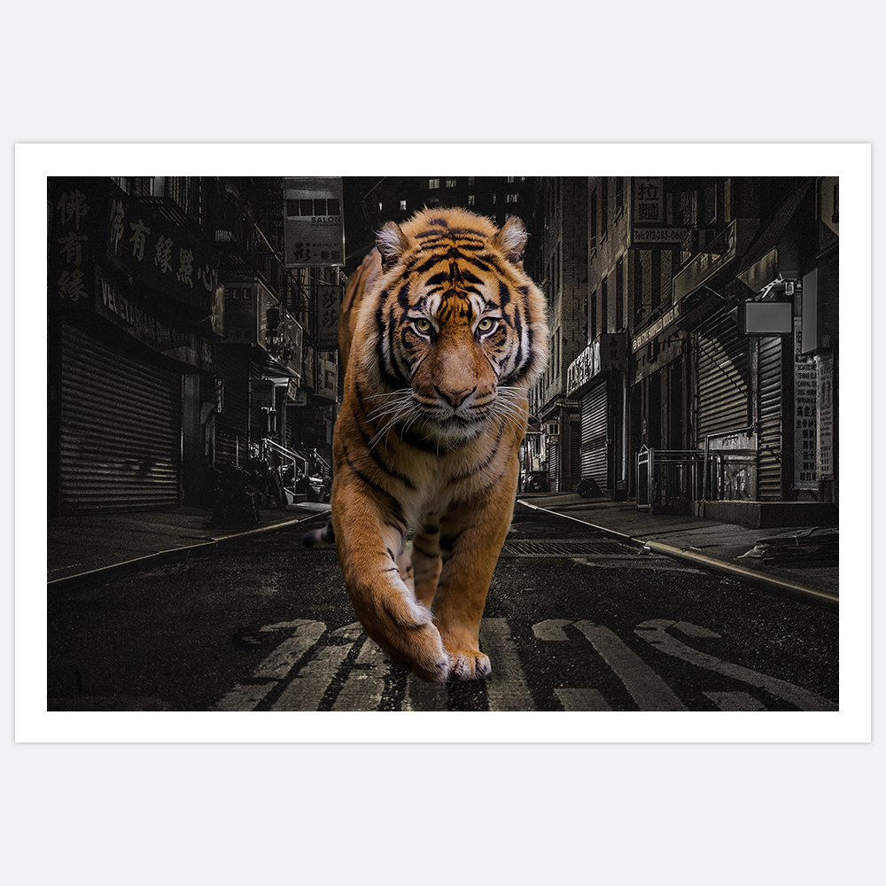 Gallery Wall City Tiger – Fine Art Print