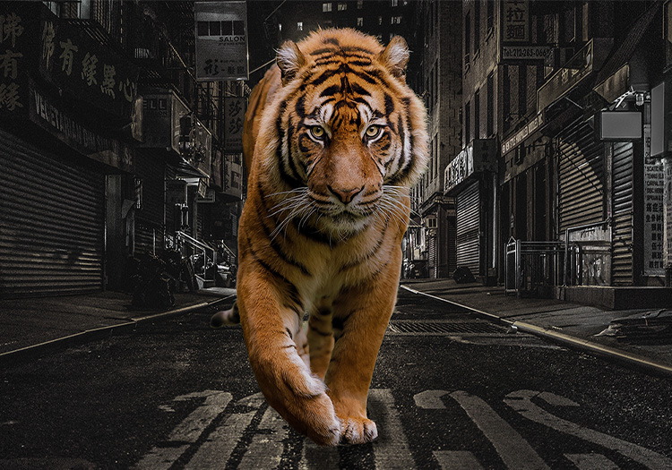 City Tiger Canvas Print