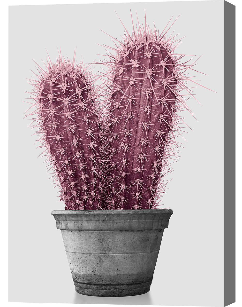 Pink Cactus Canvas Print
