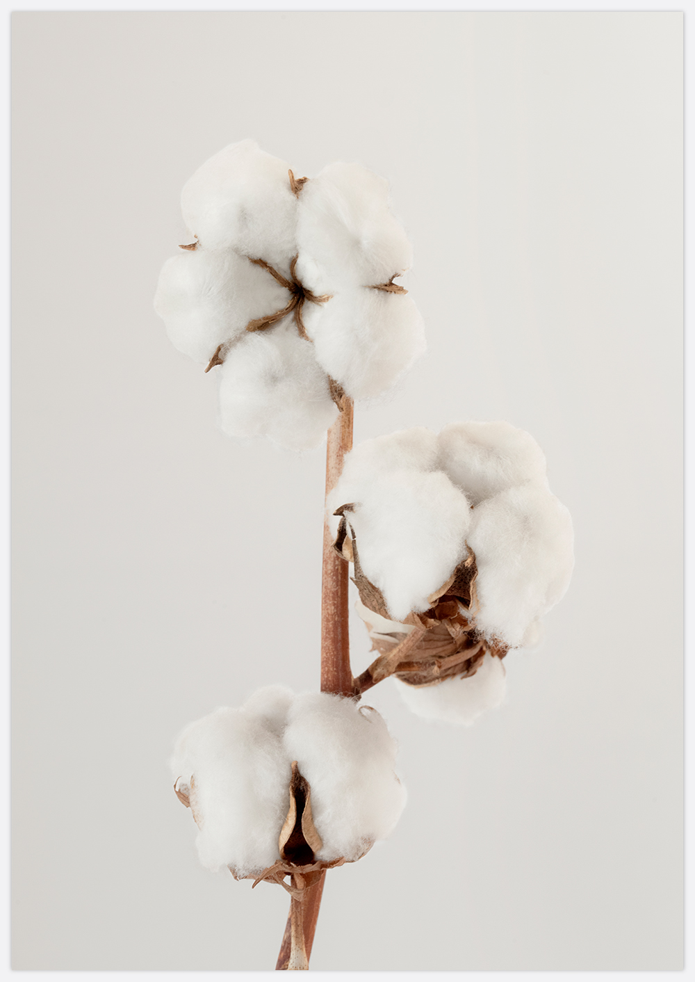 Cotton Flower Art Print