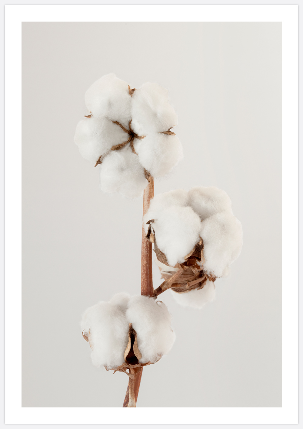 Cotton Flower Art Print