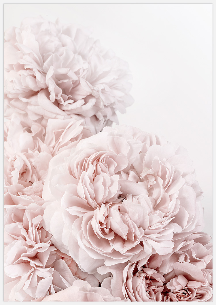 Soft Pink Roses Art Print, photo Insplendor art studio.