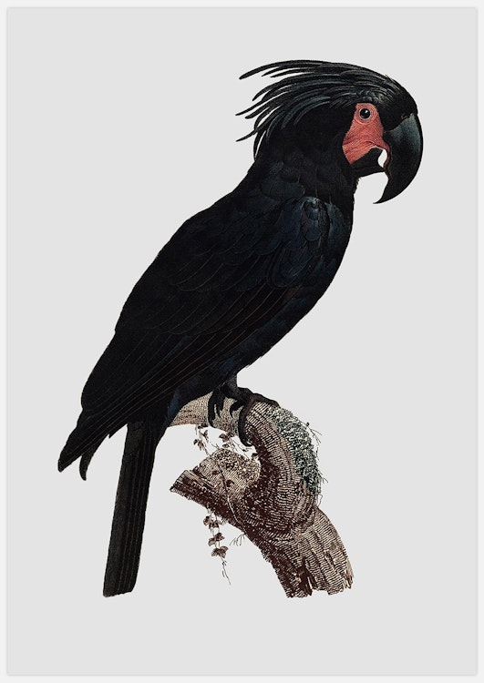 Black Parrot