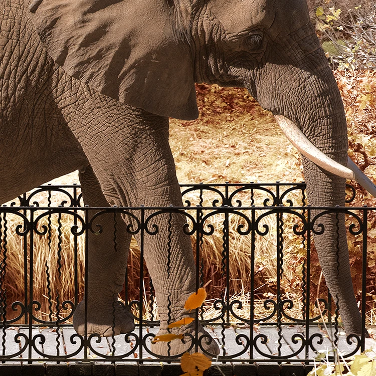 Gallery Wall Elephant Park in Yellow Art Print