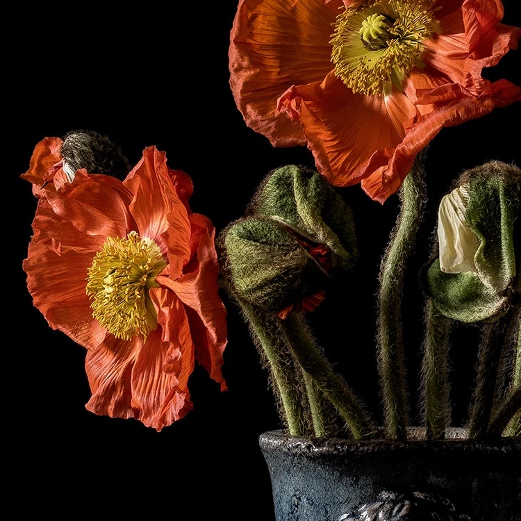 Gallery Wall Red Poppies Art Prints