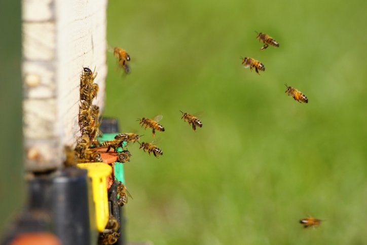 Näringslära för bin