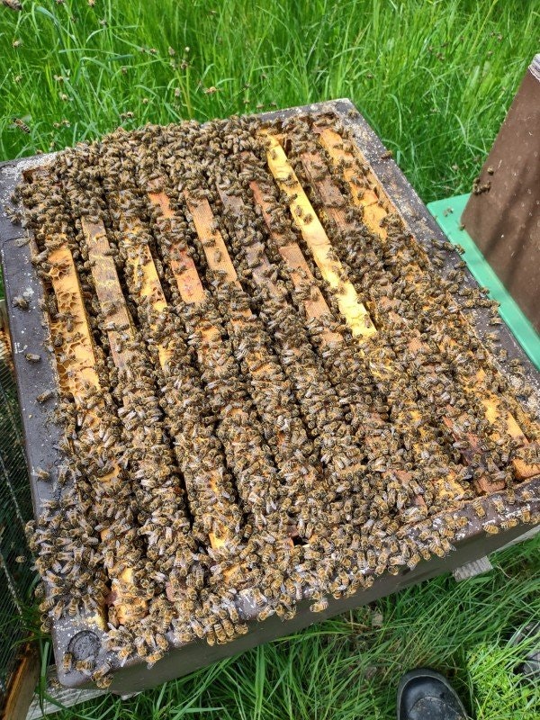 Vetenskaplig samanställning över binas proteinbehov
