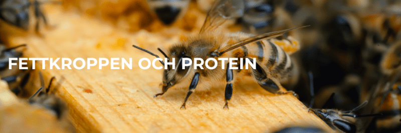 Fettkroppen och protein