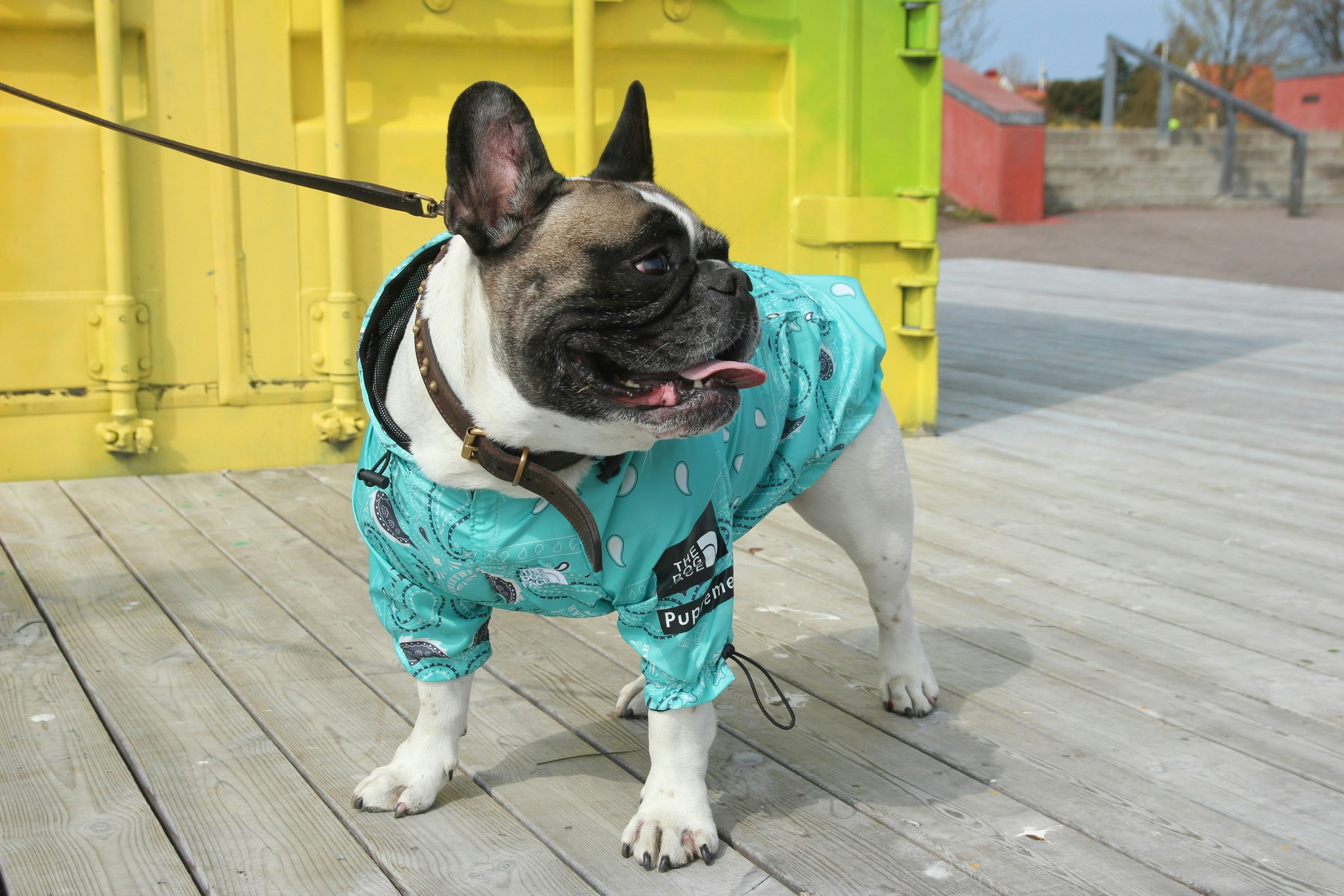 Regnjacka till hund | Köp blå hundregnjacka | Hos Buddieroom - Buddieroom |  Hundkläder för stora hundar | Handla online