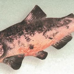 Fisk S-3800