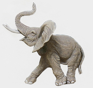 Elefant S-505