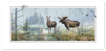 Vykort Älg