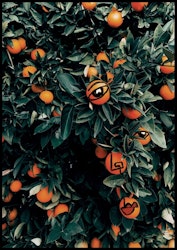 ORANGE IS THE NEW
