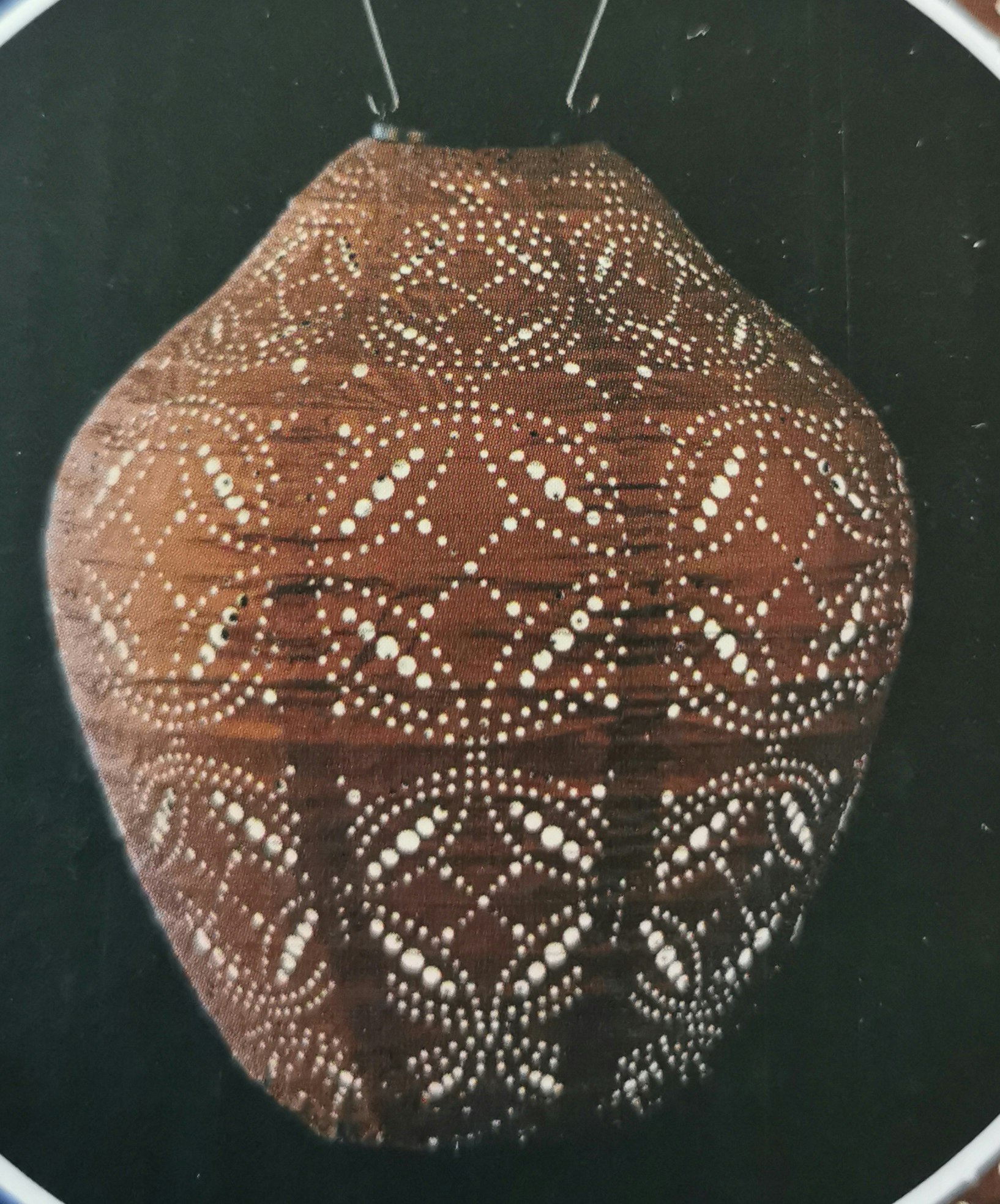 Jar/Burk 30 cm