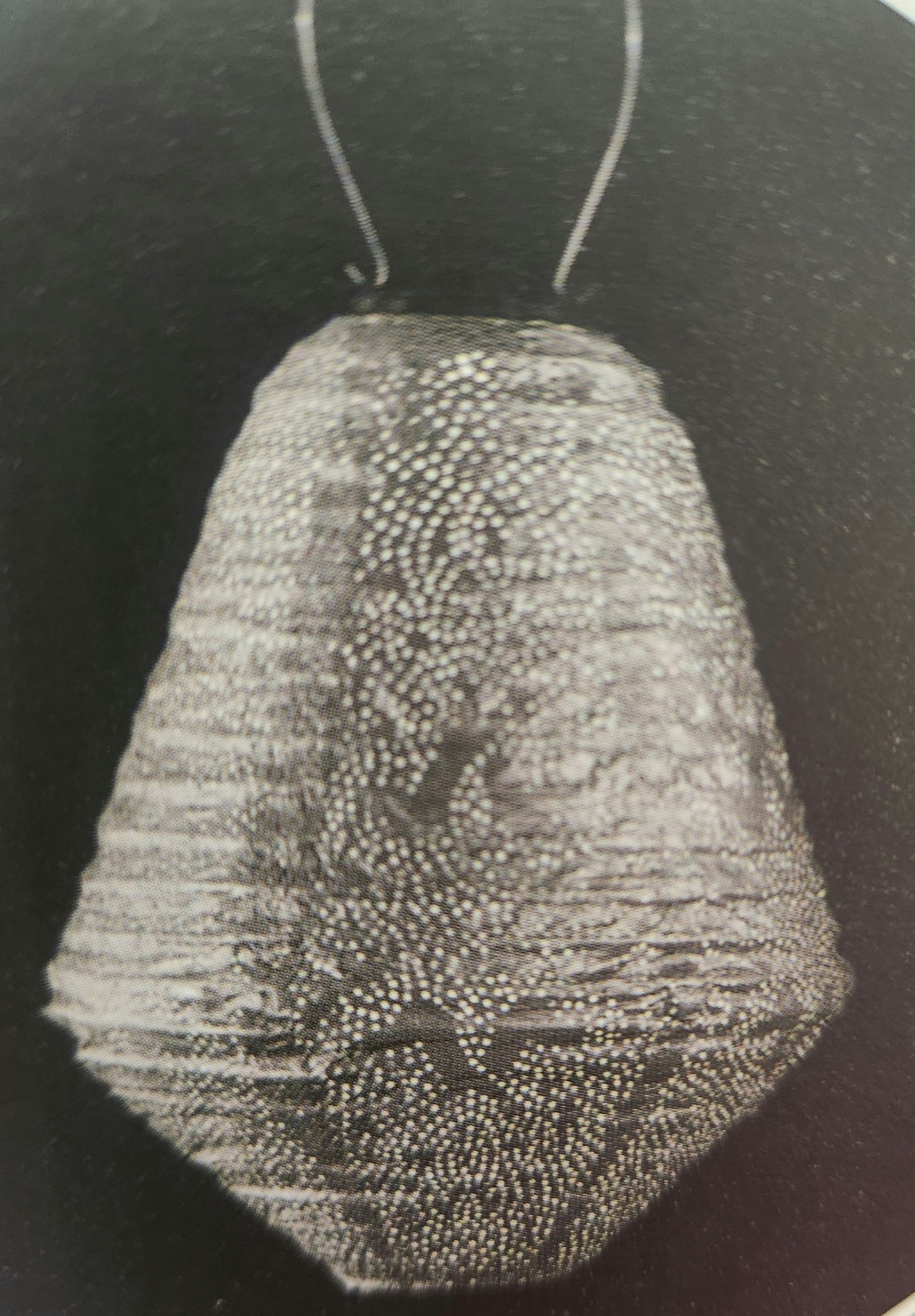 CAN 30 cm