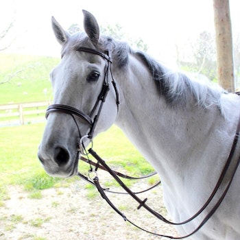 Silver Crown Valla bridle träns full