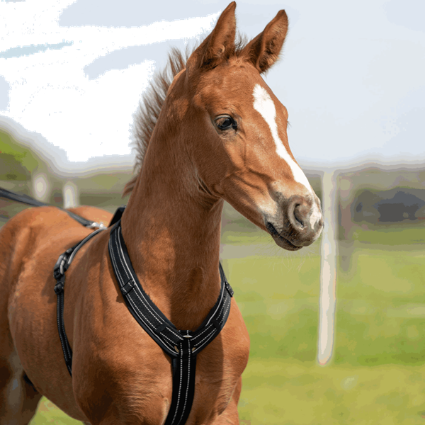 Sprenger Harness föl svart