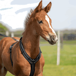 Sprenger Harness föl svart