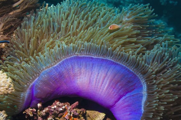 Anemoner - Korallfisken i Linköping AB