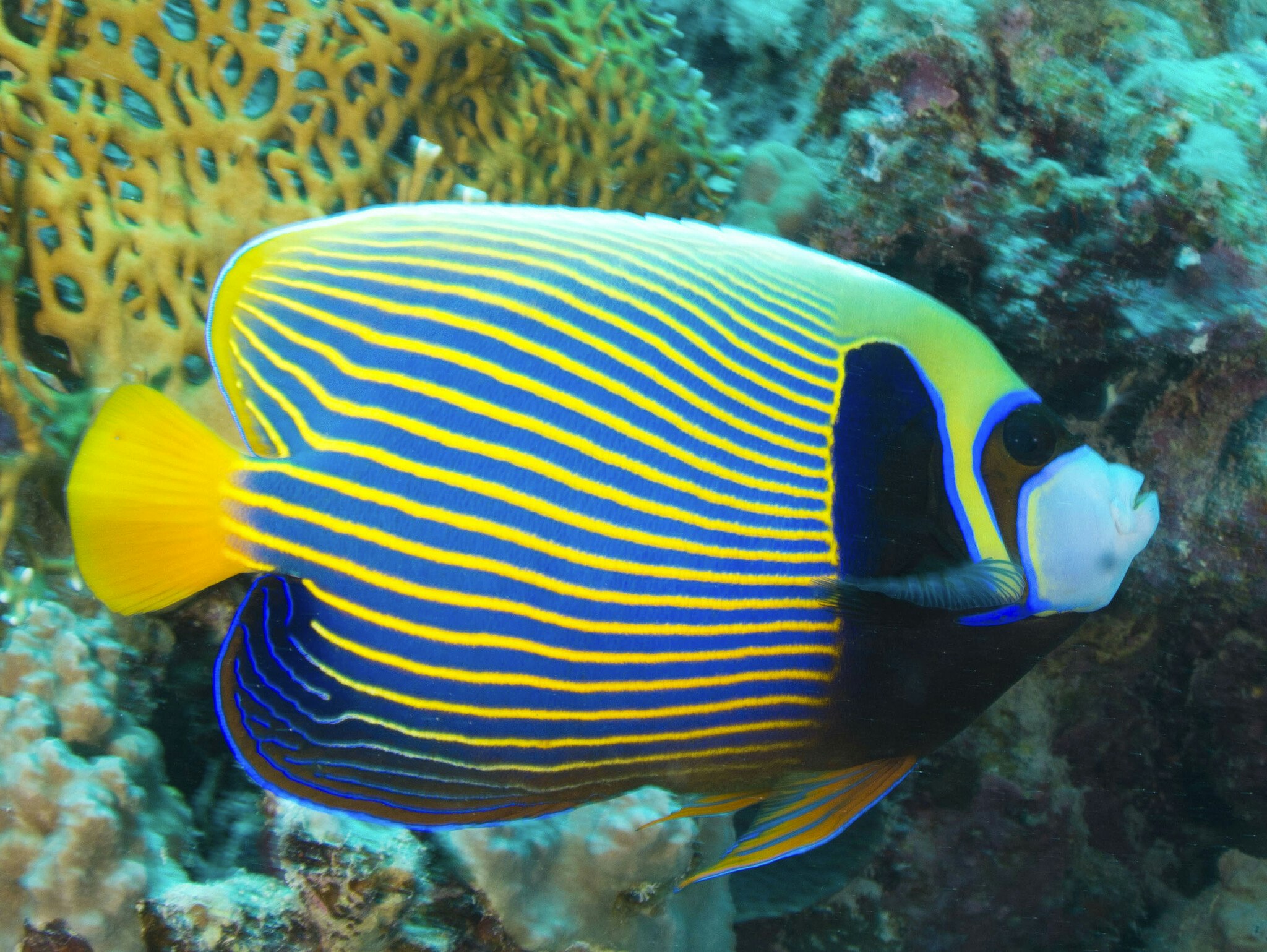 Pomacanthus Imperator