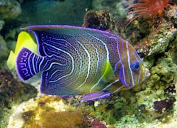 Pomacanthus Semicirculatus, ungfärg