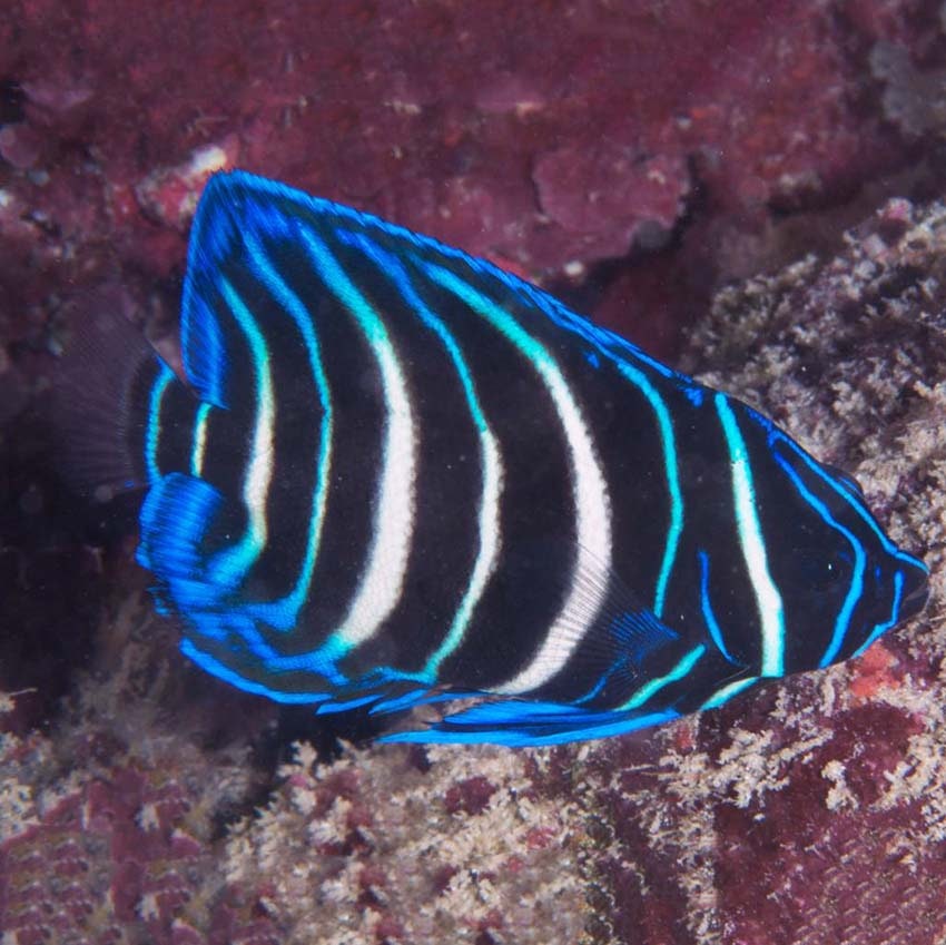 Pomacanthus Sexstriatus Juvenile