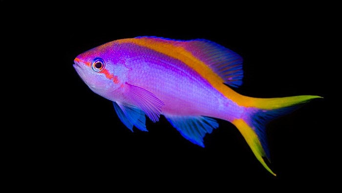Pseudanthias Tuka